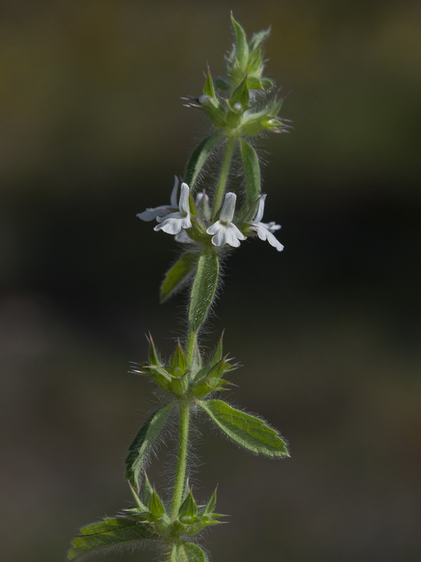 Sideritis romana.08