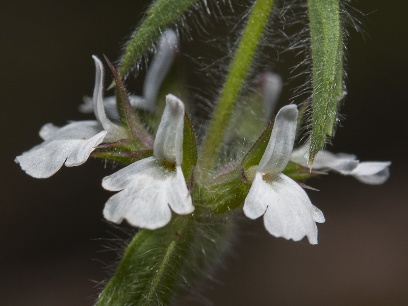 Sideritis romana.14