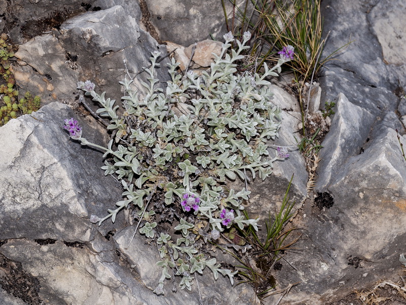 Sideritis stachydioides.01