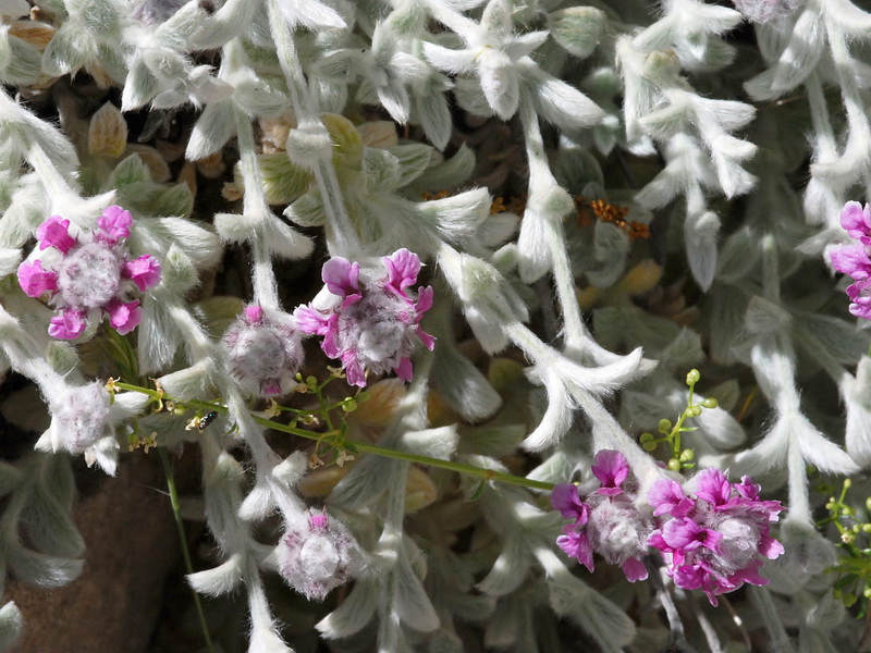 Sideritis stachydioides.03