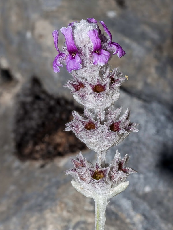 Sideritis stachydioides.04