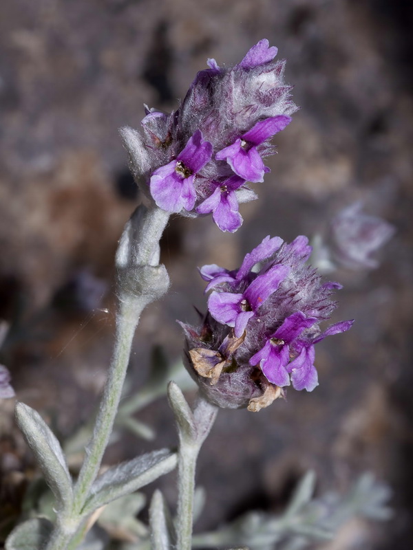 Sideritis stachydioides.05