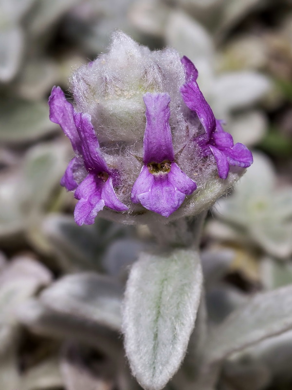 Sideritis stachydioides.07