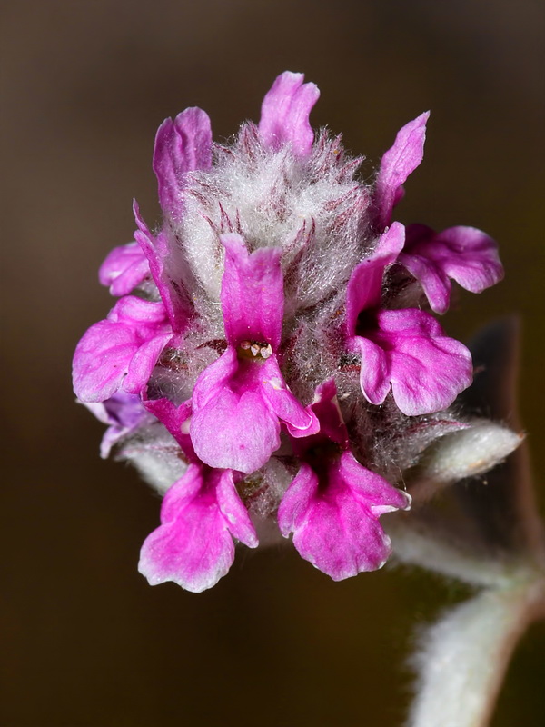 Sideritis stachydioides.08