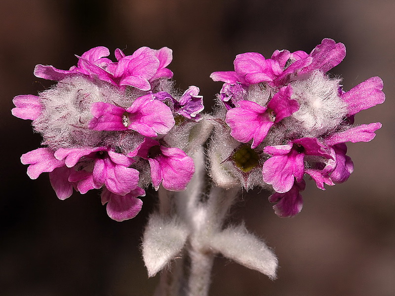 Sideritis stachydioides.09