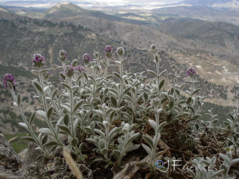 Sideritis stachydioides.11