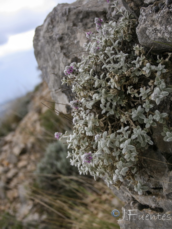 Sideritis stachydioides.12