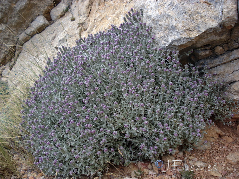 Sideritis stachydioides.13