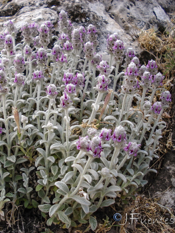 Sideritis stachydioides.14