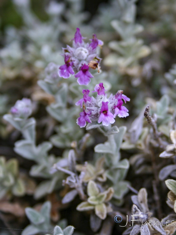 Sideritis stachydioides.16