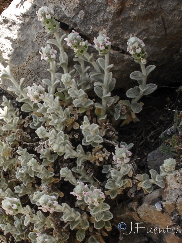 Sideritis stachydioides.18