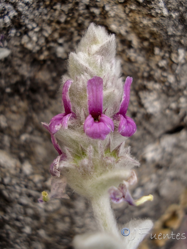 Sideritis stachydioides.20