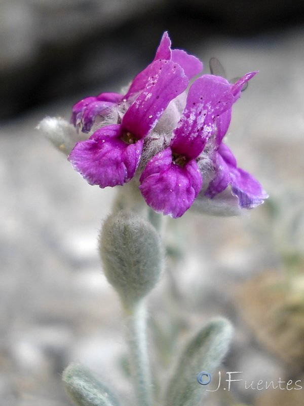 Sideritis stachydioides.22