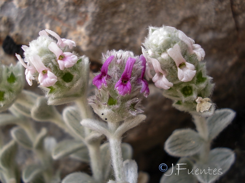 Sideritis stachydioides.24