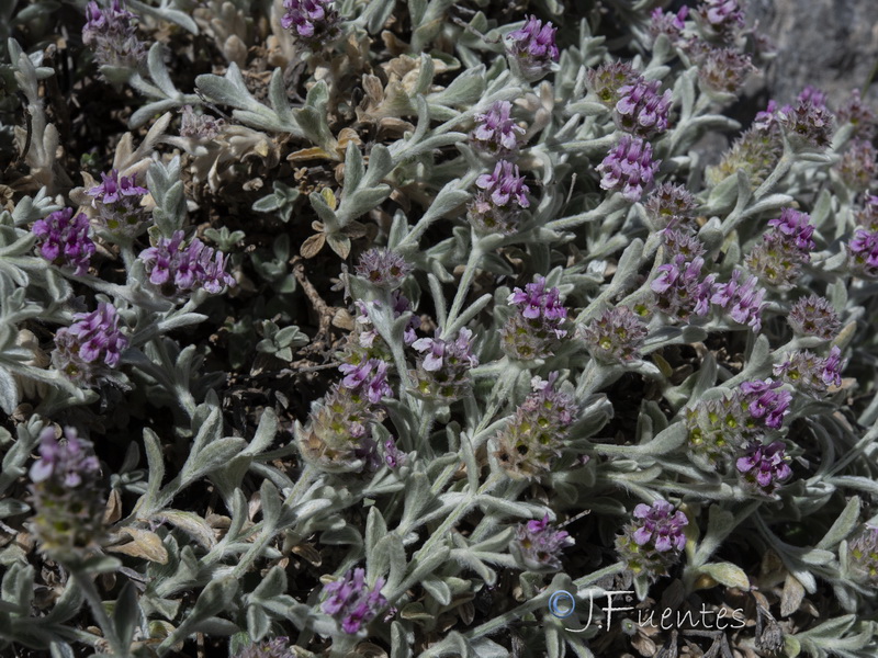 Sideritis stachydioides.28