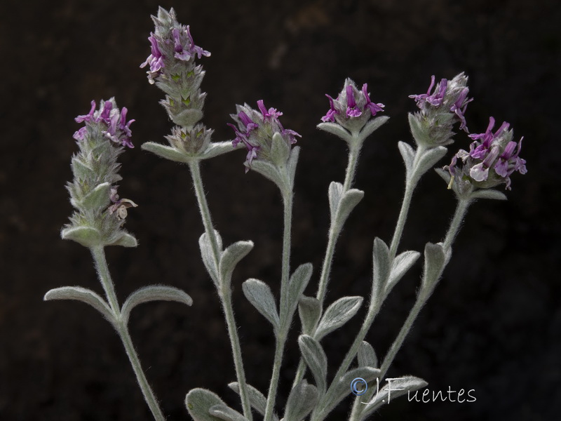 Sideritis stachydioides.30