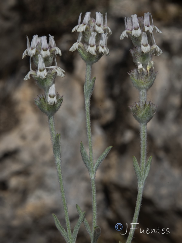 Sideritis stachydioides.31