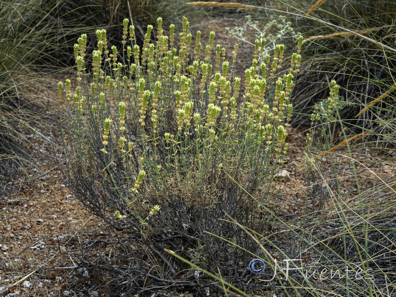 Sideritis tragoriganum.01