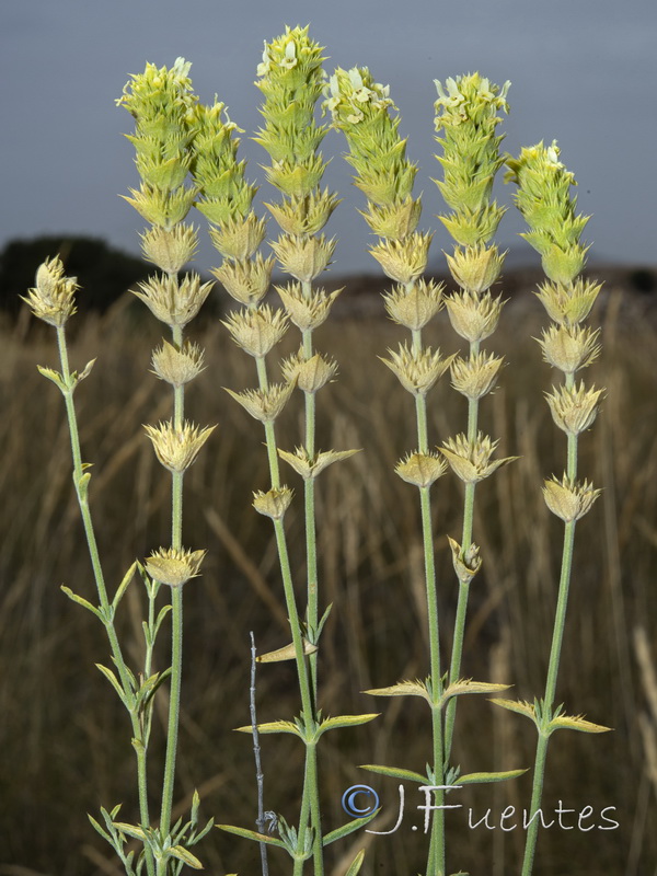 Sideritis tragoriganum.02