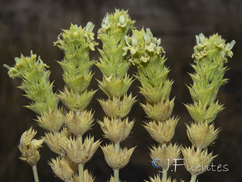 Sideritis tragoriganum.03