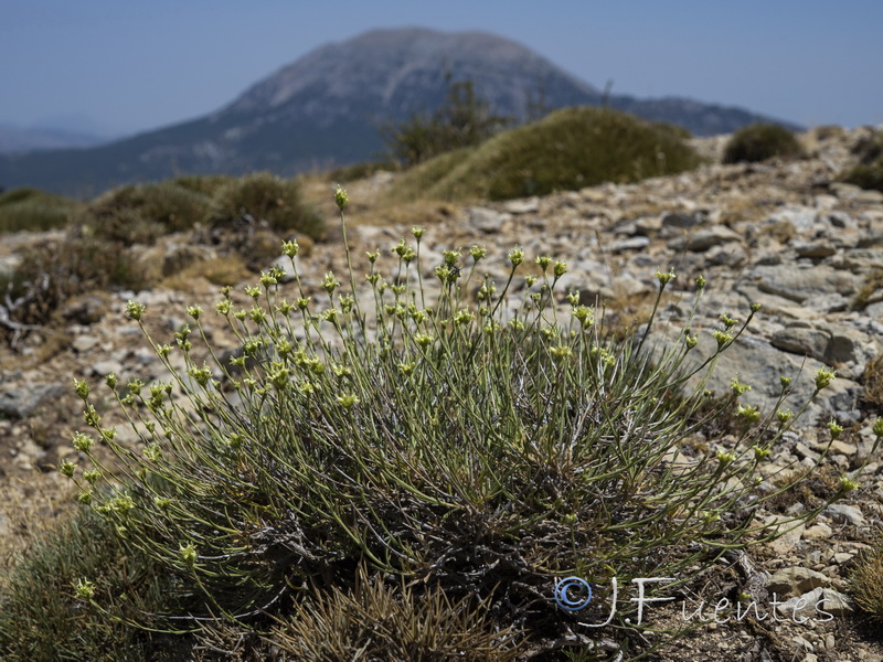 Sideritis tugiensis.01