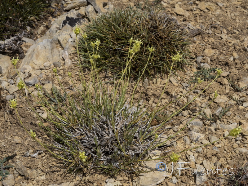 Sideritis tugiensis.02