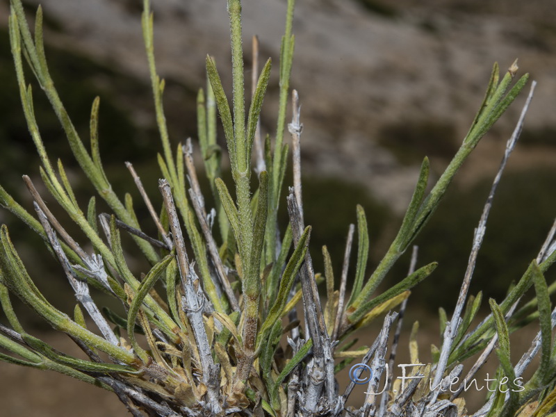 Sideritis tugiensis.03