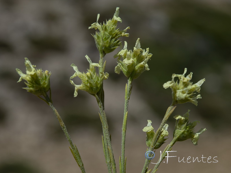 Sideritis tugiensis.07