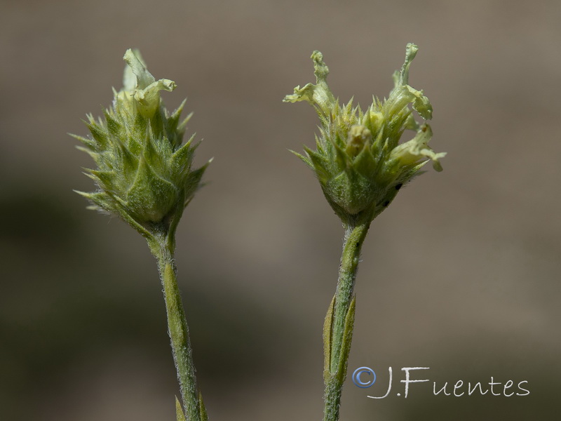 Sideritis tugiensis.08