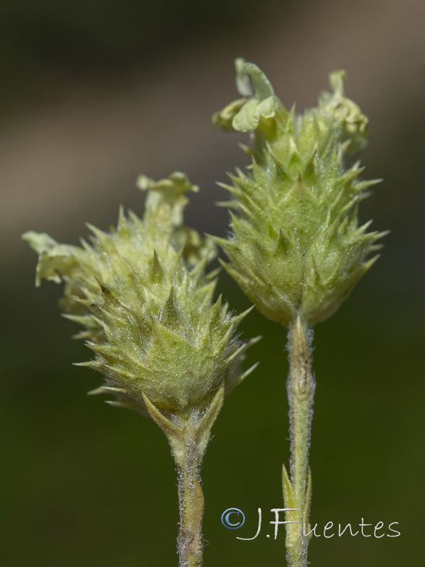 Sideritis tugiensis.09