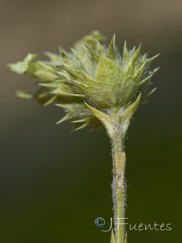 Sideritis tugiensis.10