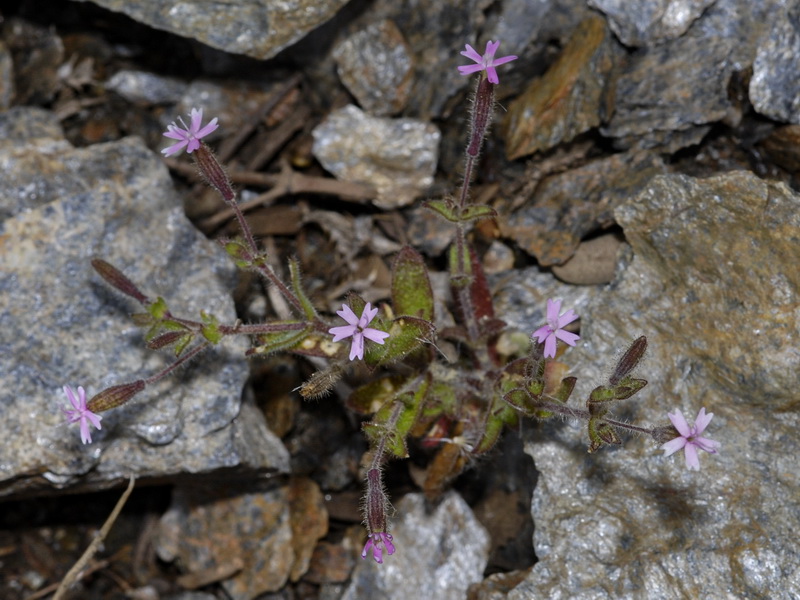 Silene aellenii.02