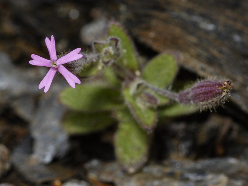 Silene aellenii.04