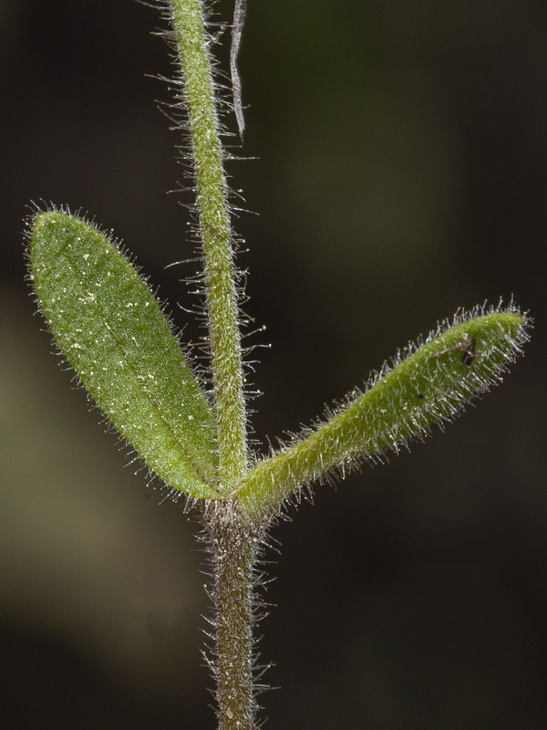 Silene aellenii.08