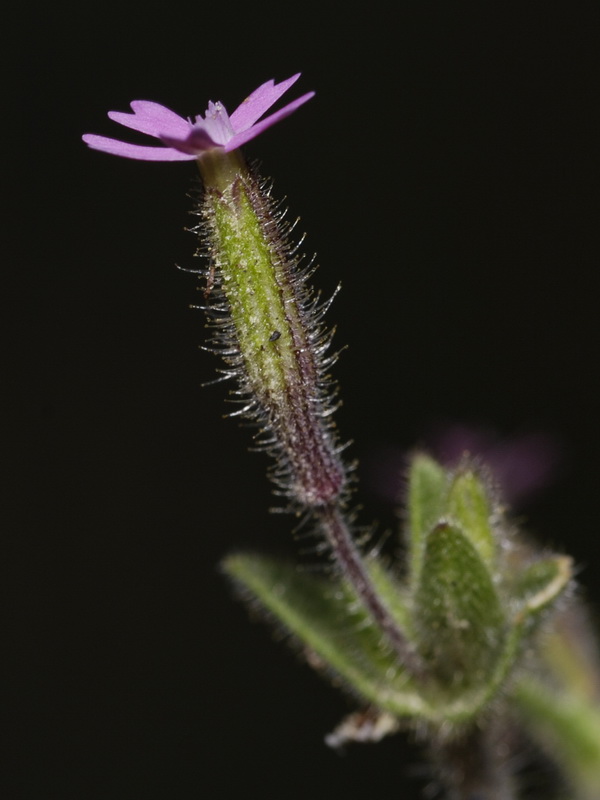Silene aellenii.10