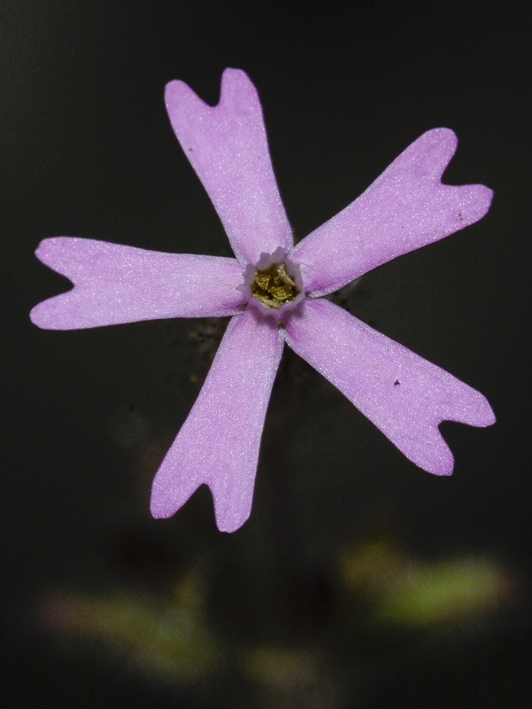 Silene aellenii.13