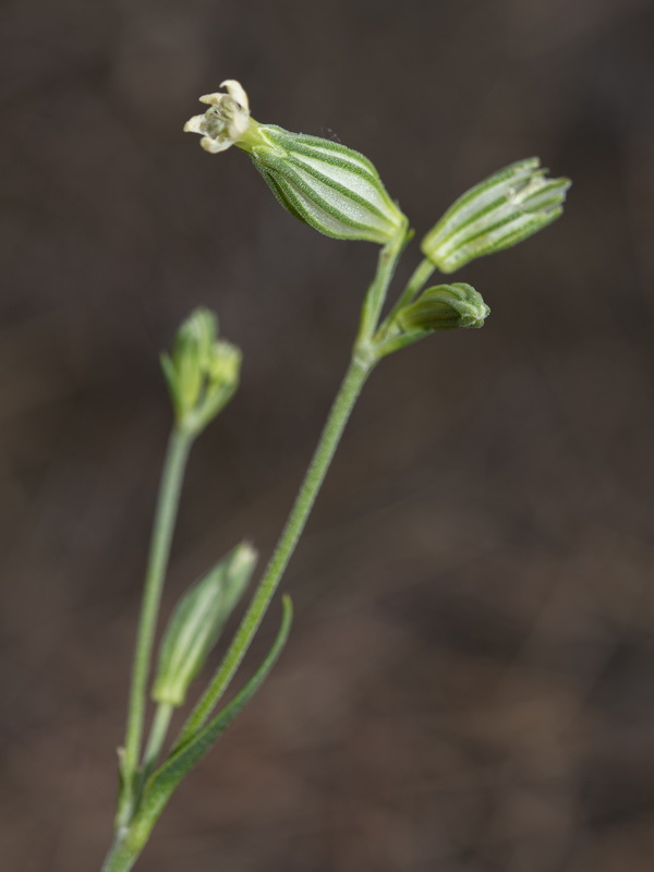 Silene almolae.06