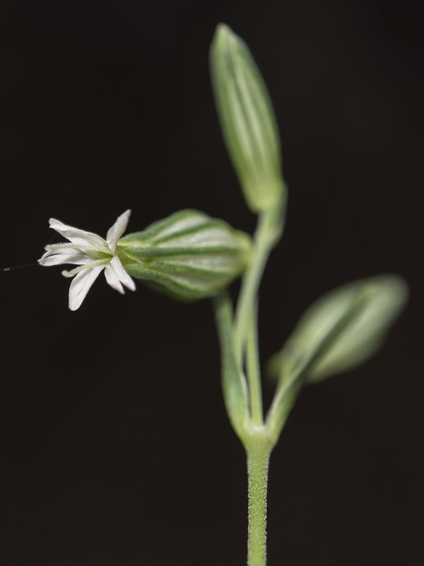 Silene almolae.08