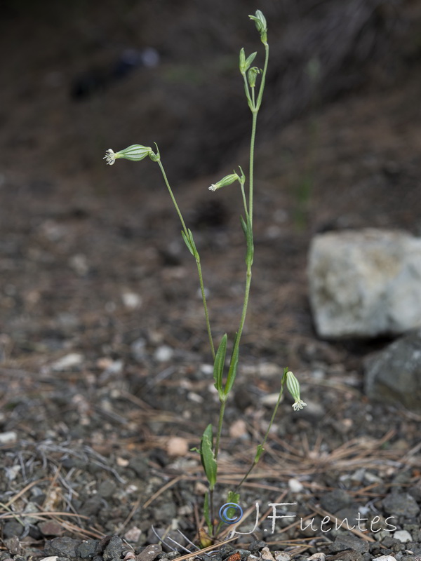 Silene almolae.16