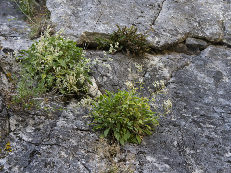 Silene andryalifolia.02