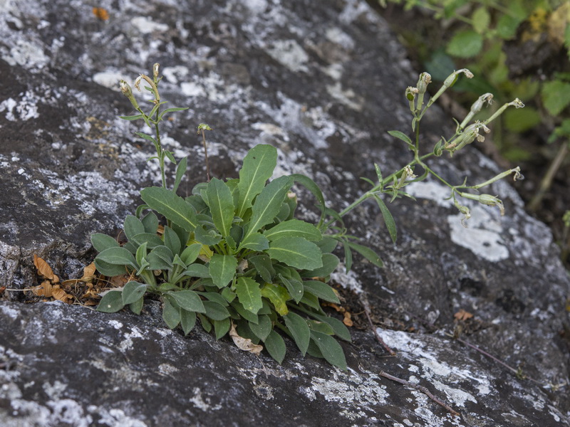 Silene andryalifolia.04