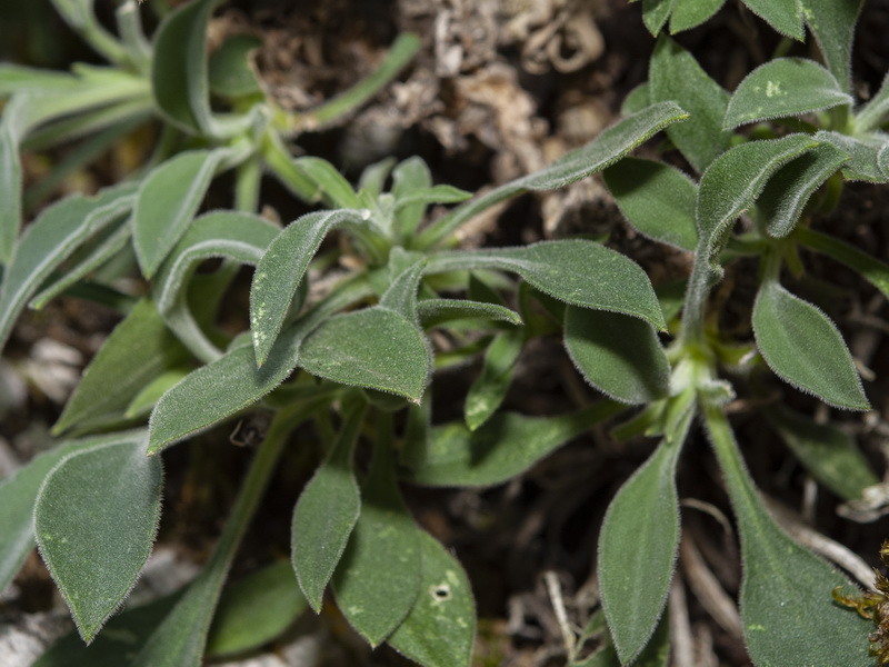 Silene andryalifolia.06