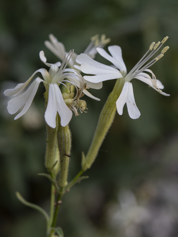 Silene andryalifolia.10