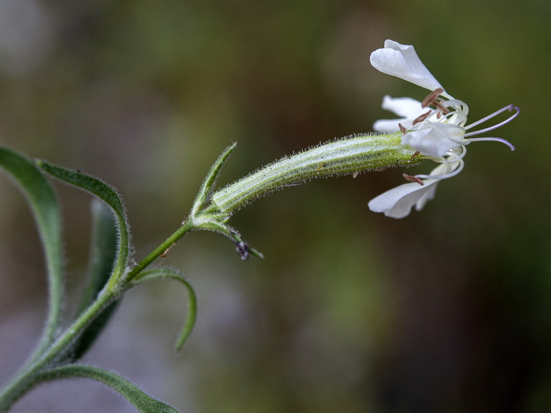 Silene andryalifolia.12