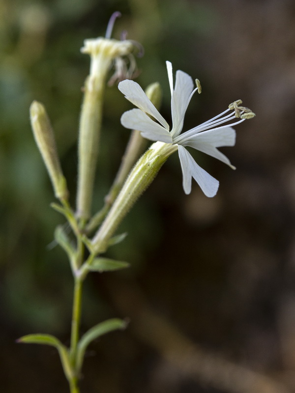 Silene andryalifolia.13