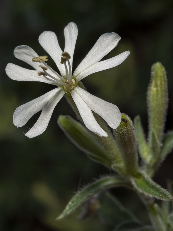 Silene andryalifolia.15