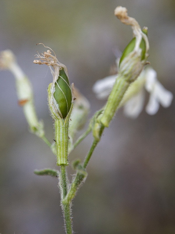 Silene andryalifolia.20