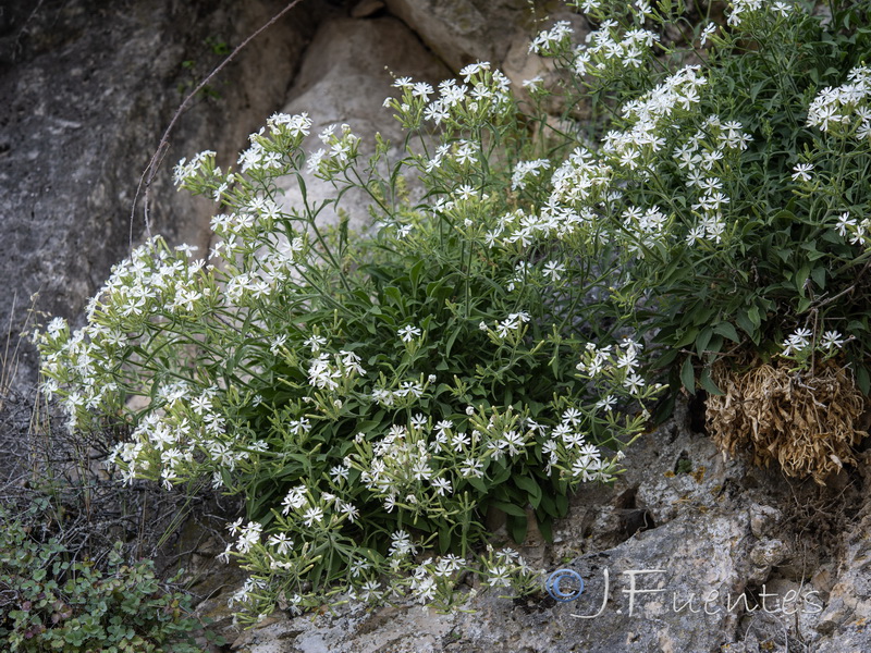 Silene andryalifolia.21