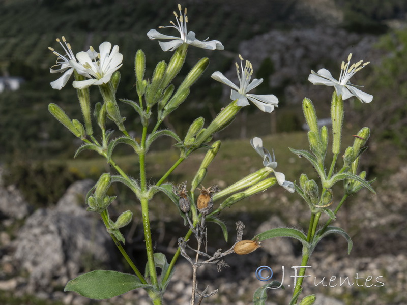 Silene andryalifolia.28