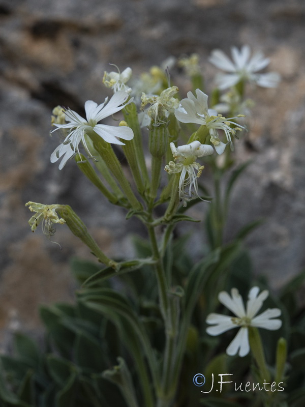 Silene andryalifolia.33